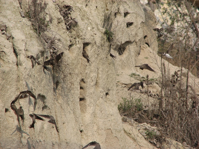 Topini in Brenta